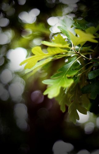 bur oak