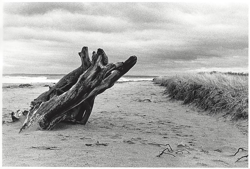 Buried Driftwood