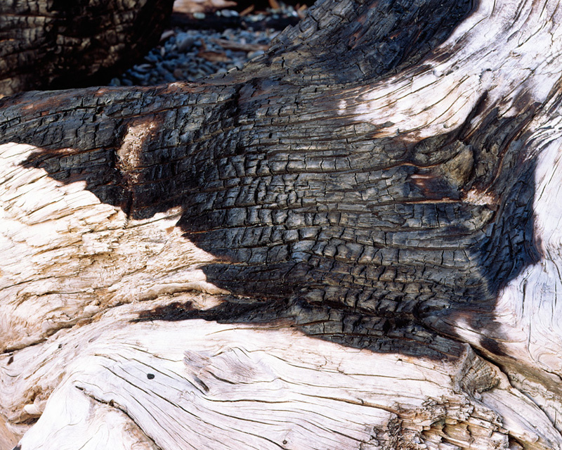 Burnt driftwood