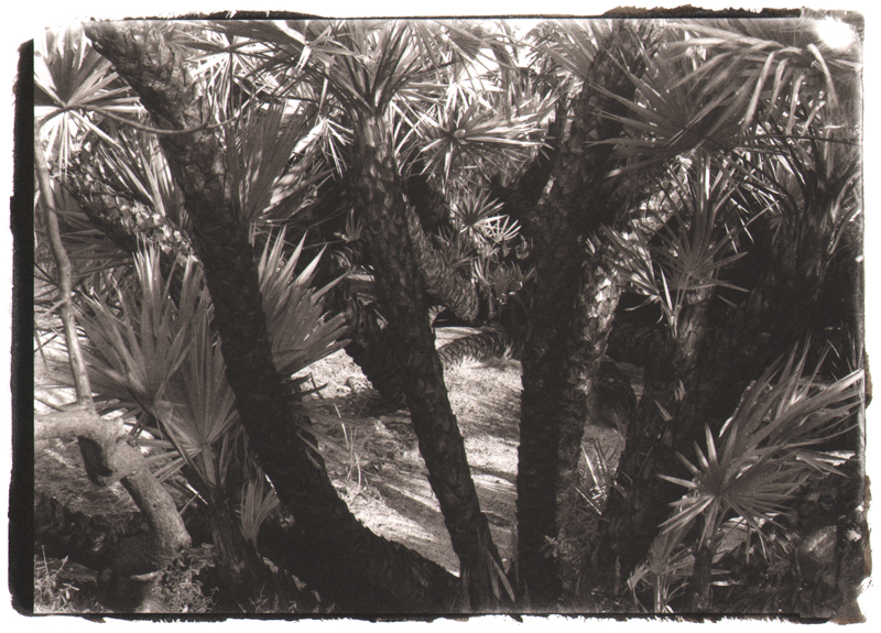 Burnt Palms