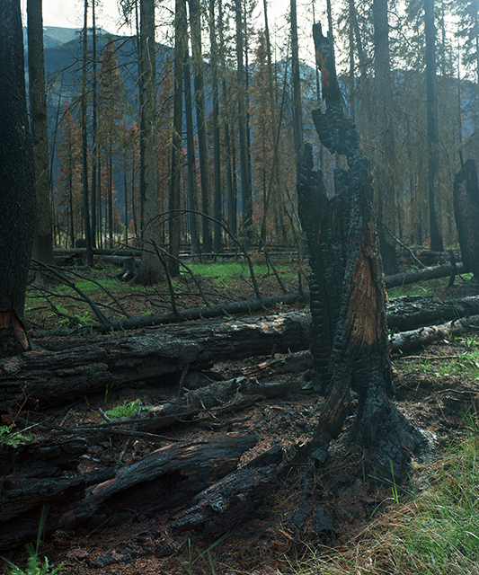 Burnt Stump
