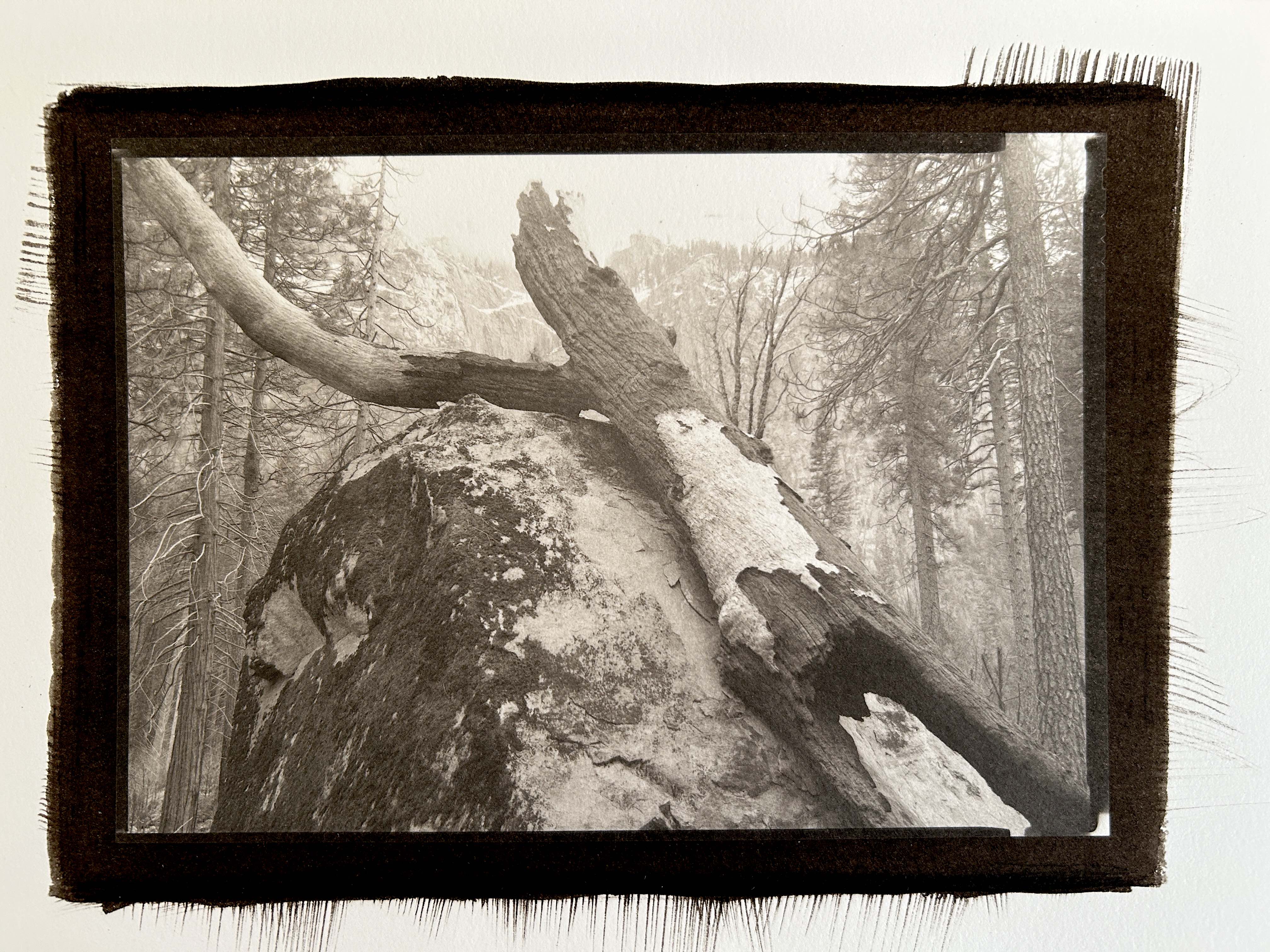 Burnt Tree, Rock, Yosemite Valley, 2025