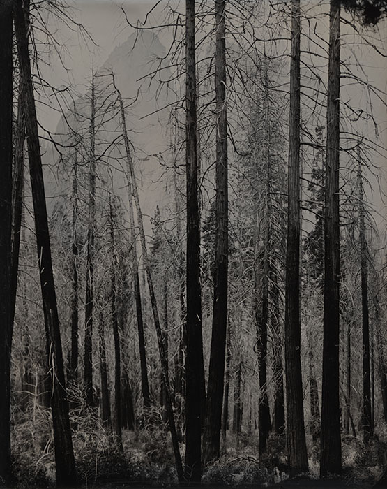 Burnt Trees, Yosemite