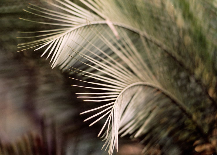 Burrawang frond.