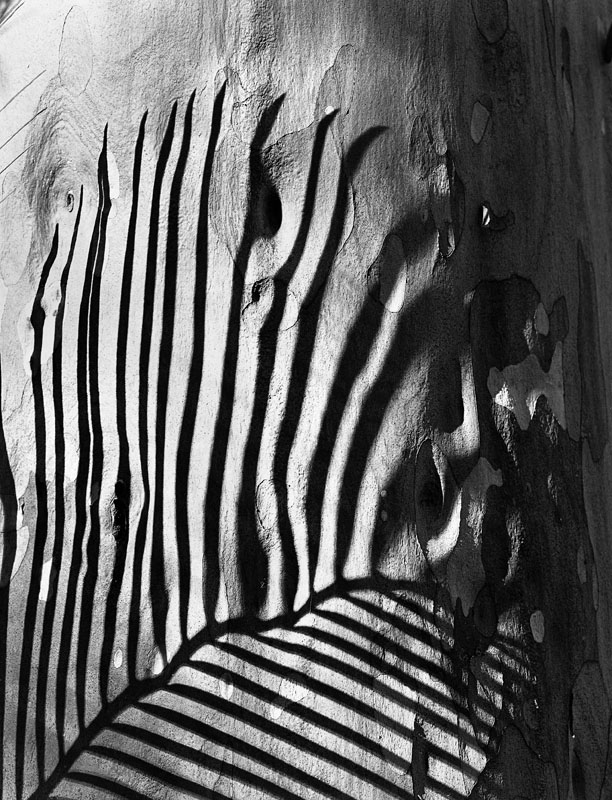 Burrawang shadow.