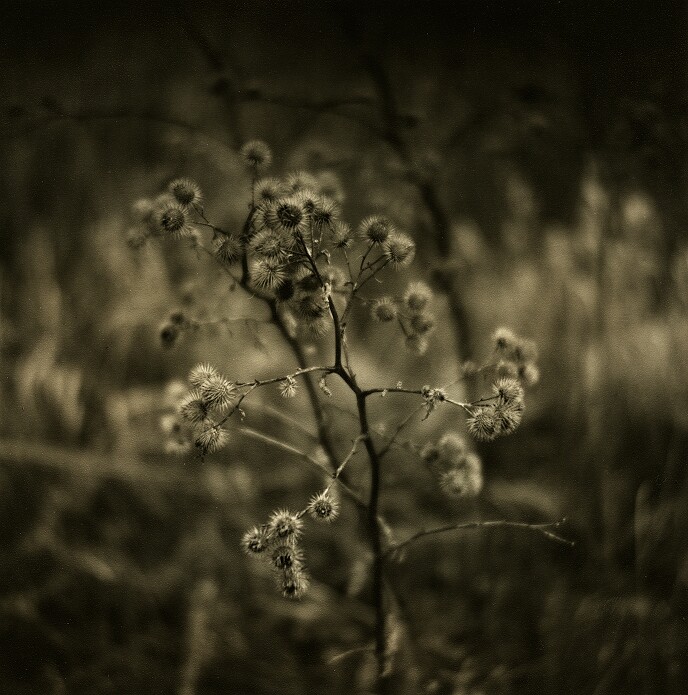 Burrs (print)