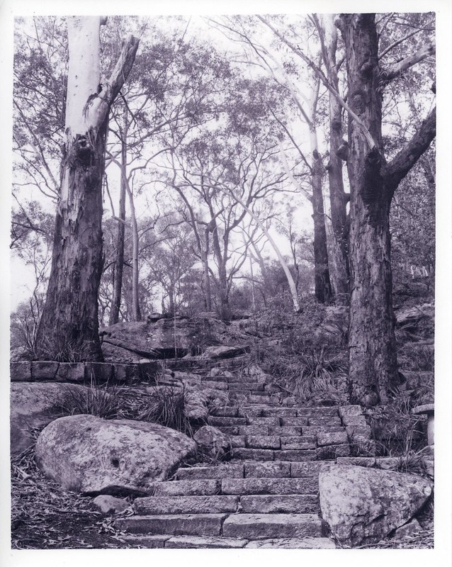 Bushland Stairway