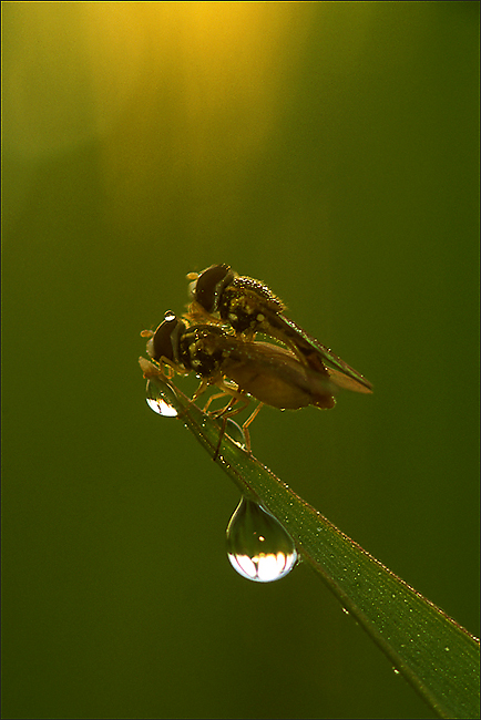 Busy old fool, unruly sun...