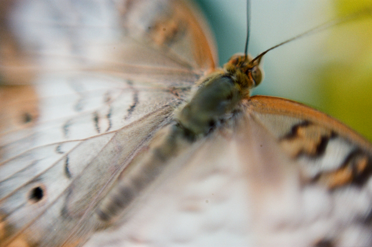 Butterflies 5