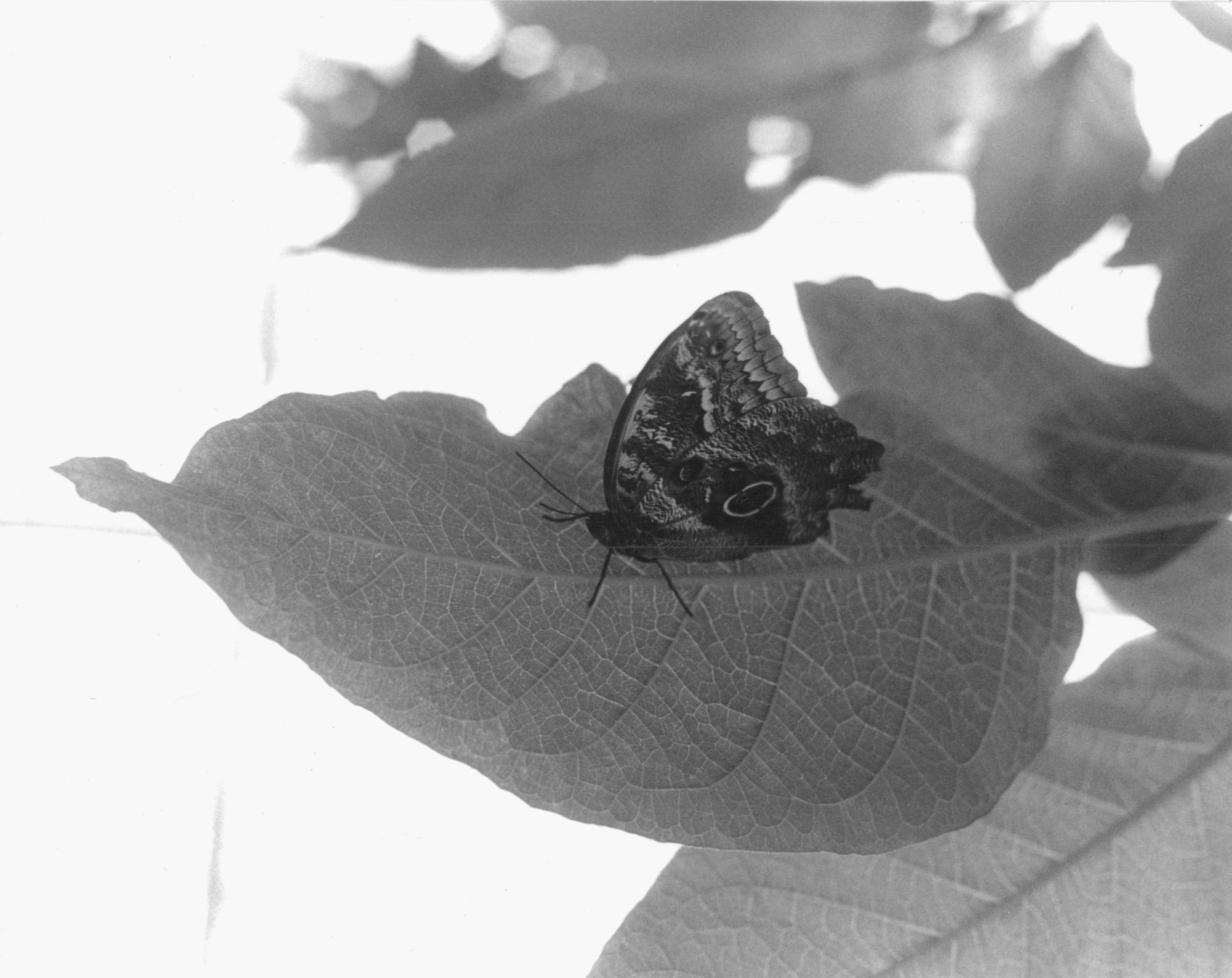 Butterfly House-1