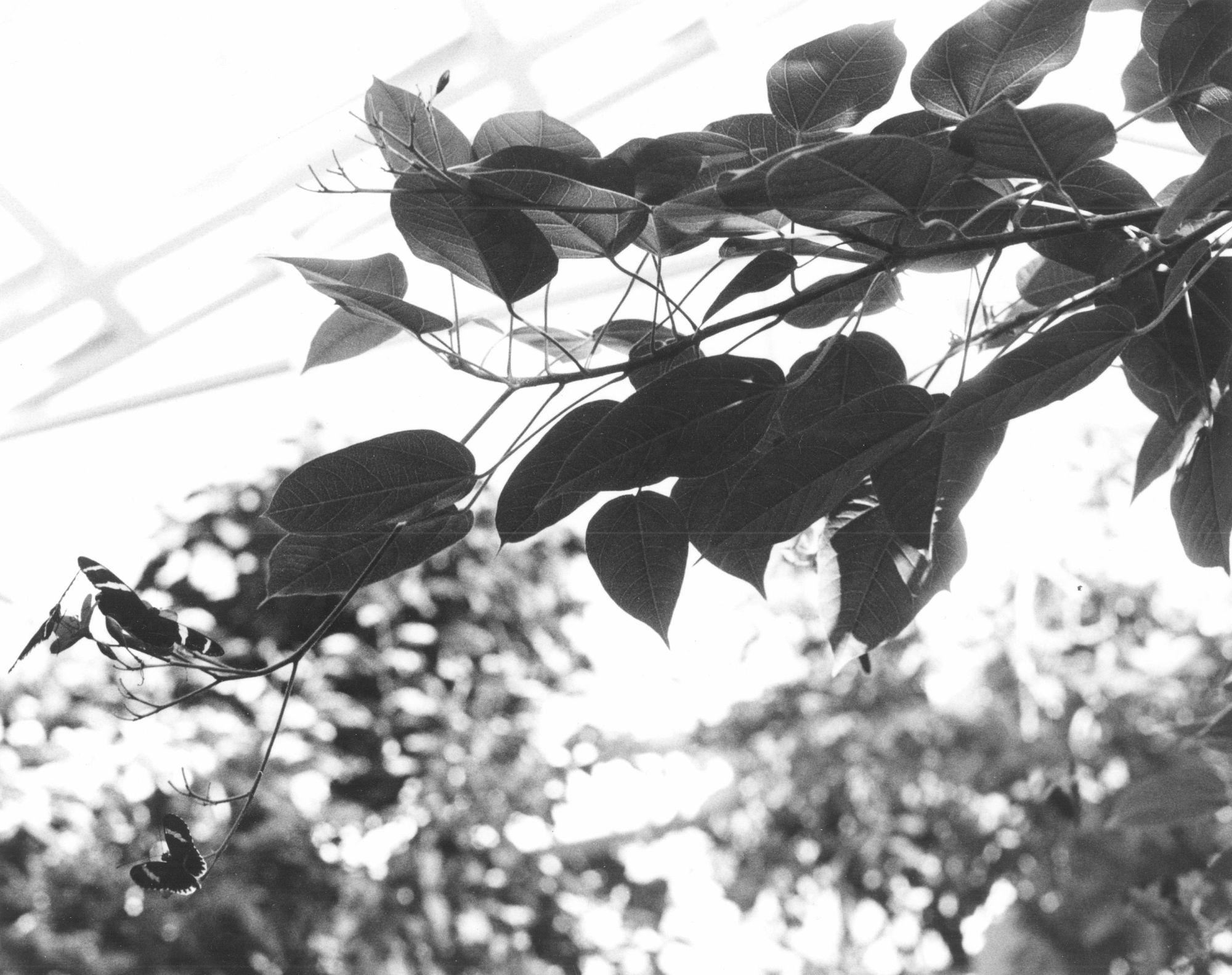 Butterfly House-3