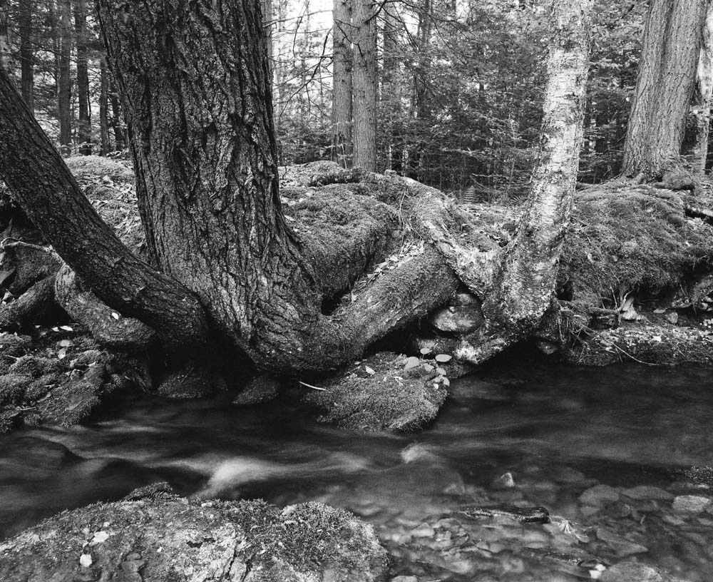 Butternut Hollow