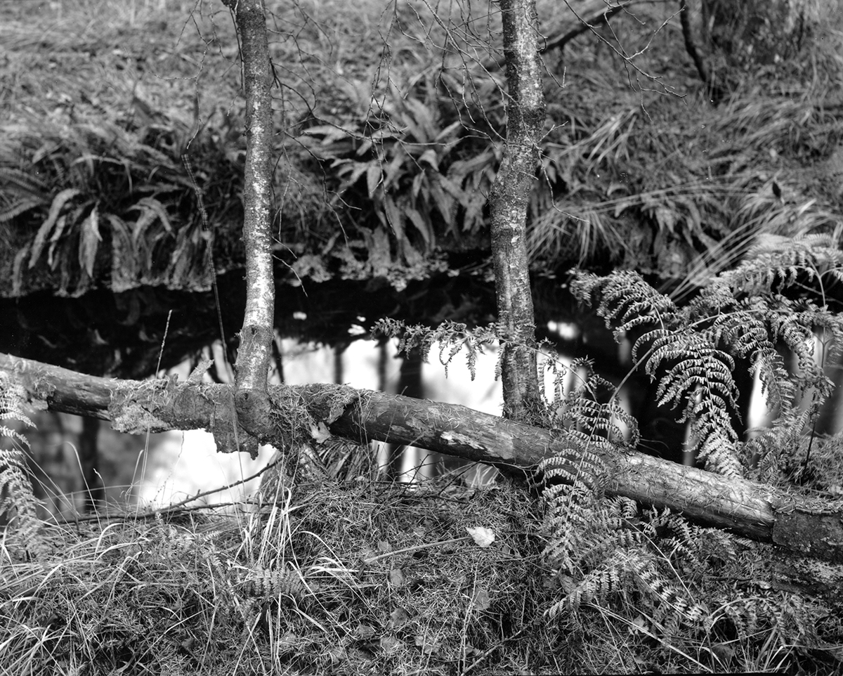 By the Beck, Esp Rigg, North Yorkshire, UK