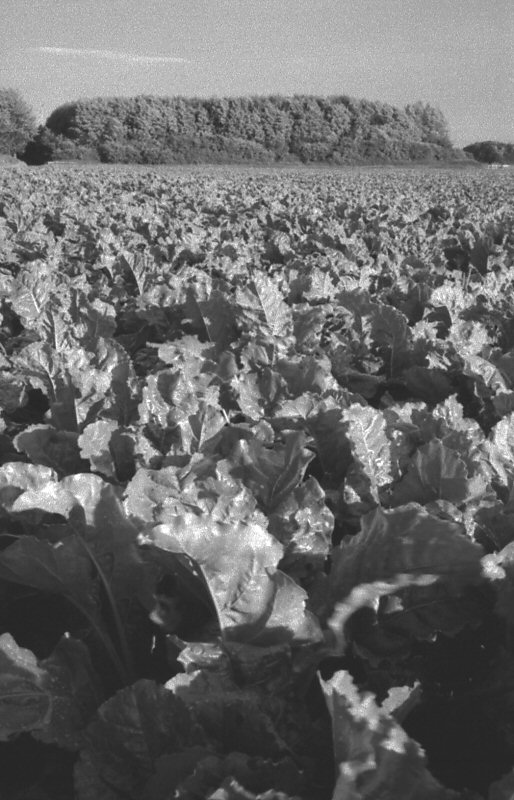 Cabbage