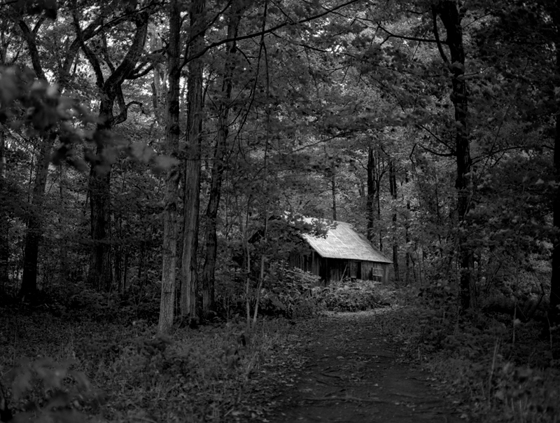 Cabin in the woods