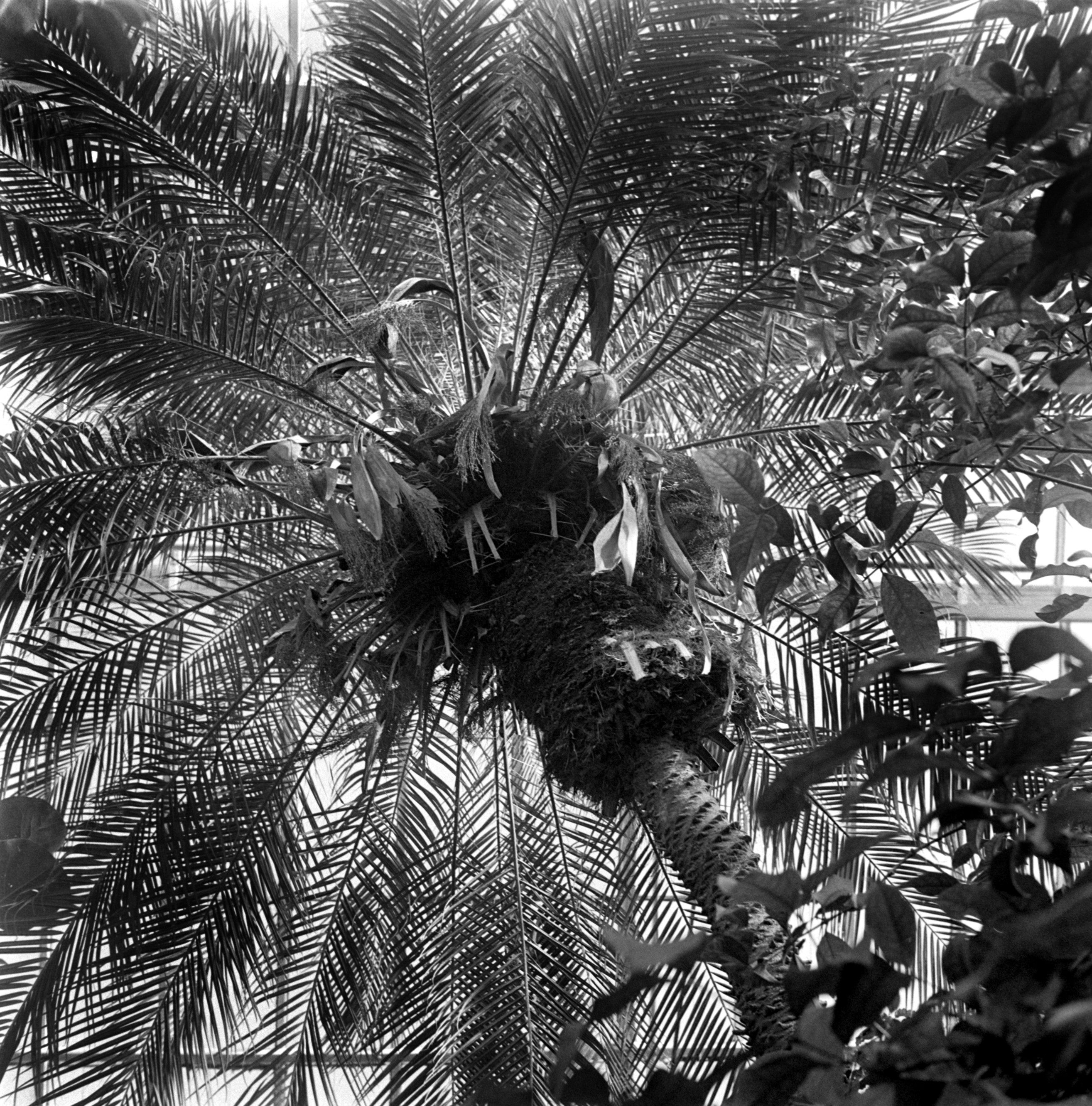 Cacao Tree - from MSA 02/26: Backlit