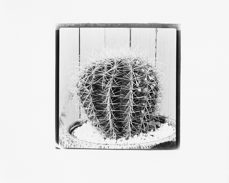 Cacti