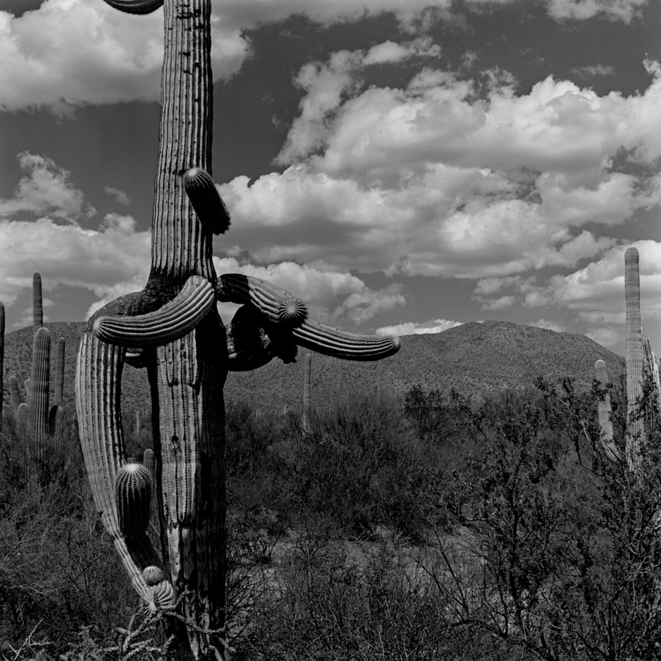 Cactus - Brown Mtn Trail
