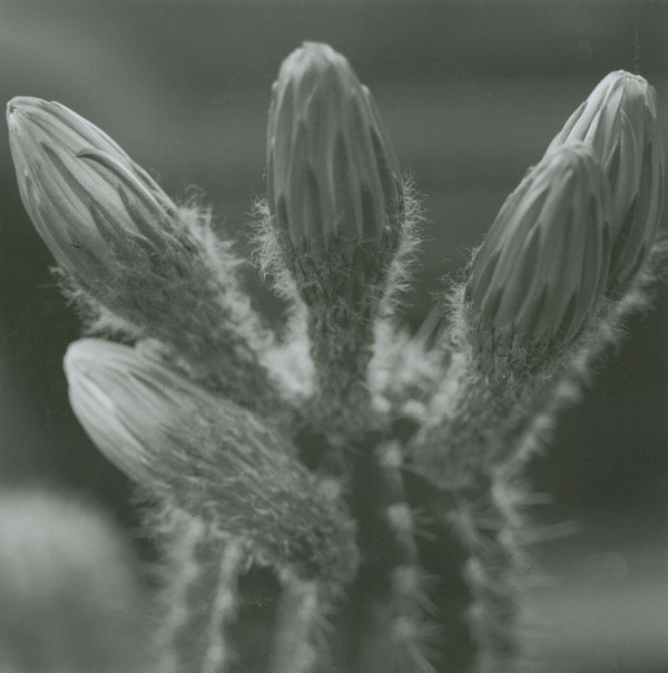 Cactus bud