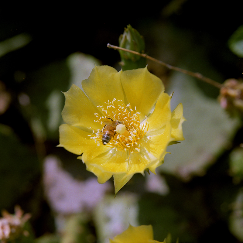 Cactus Flower and Bee exposure no. 3