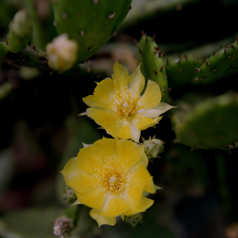 Cactus Flower exposure no. 3