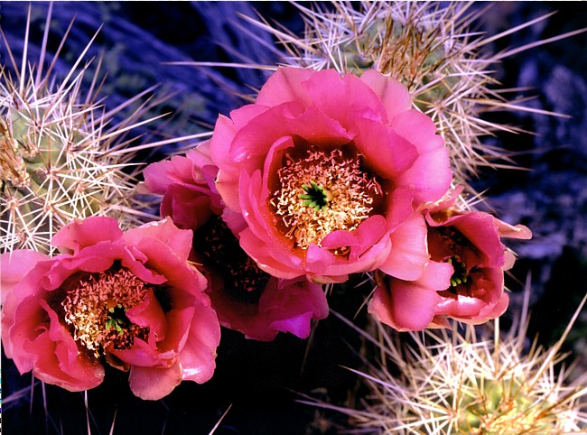 Cactus flower