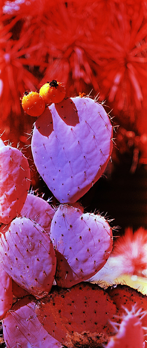 Cactus Fruit