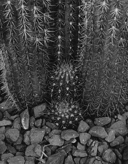 Cactus Garden #1