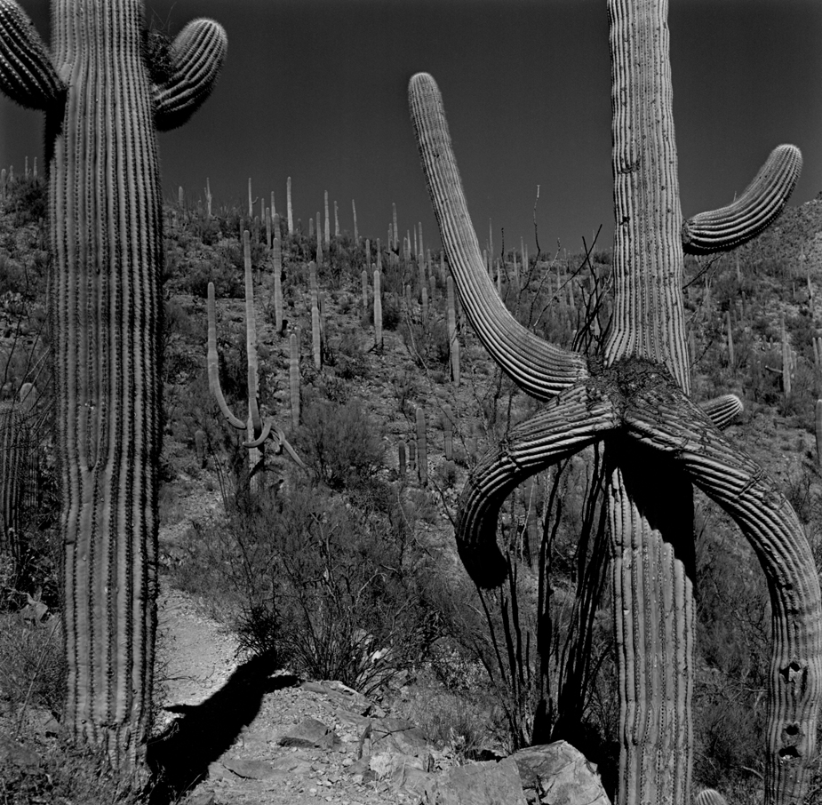 Cactus King Canyon Trail