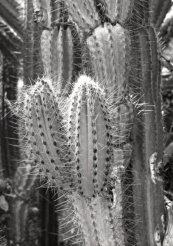 Cactus on Virgin Gorda