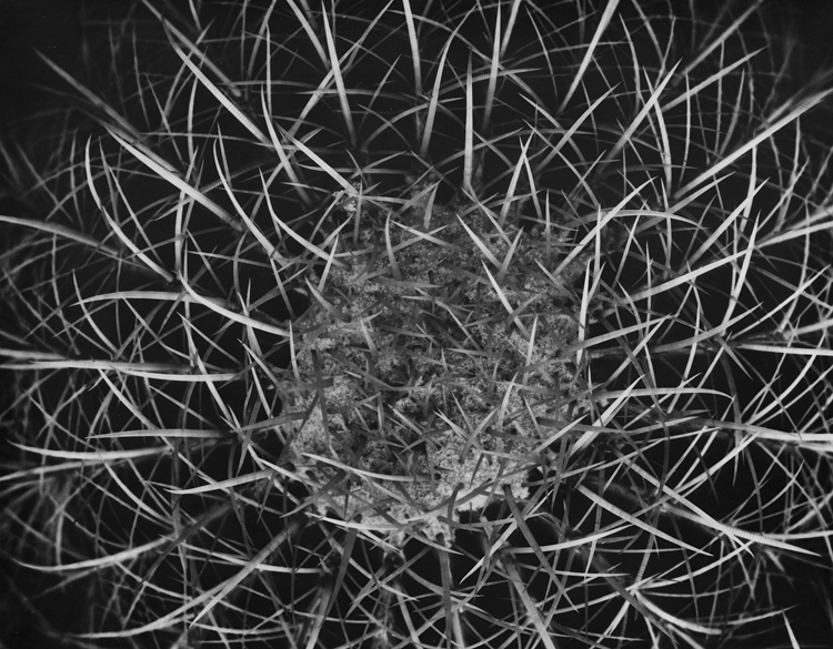 Cactus-top-temporary