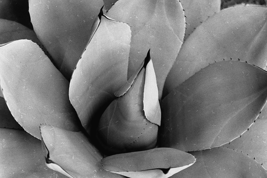 Cactus w/ Lint