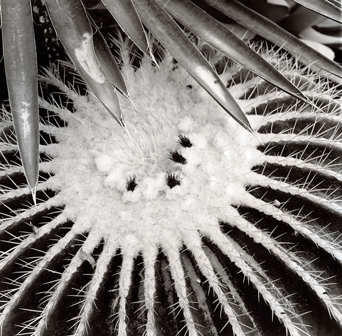 Cactus