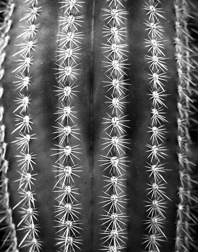 Cactus