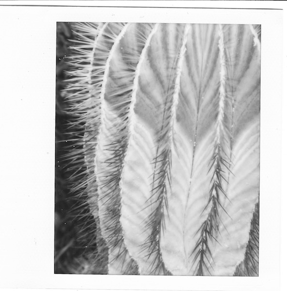 Cactus