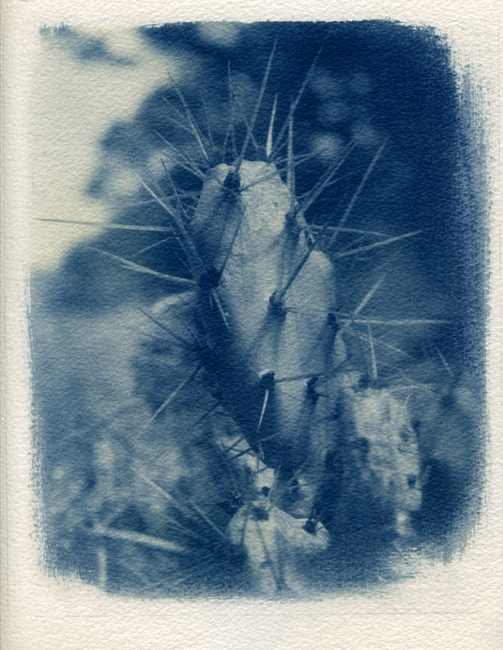 Cactus