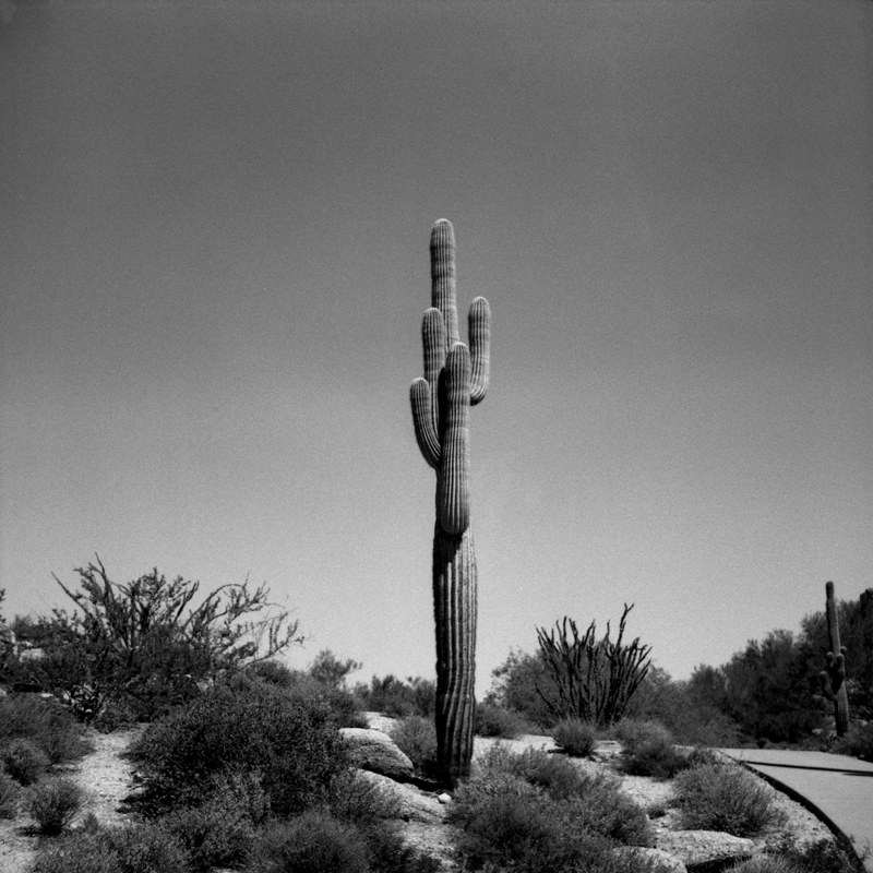 Caffeinated Cactus
