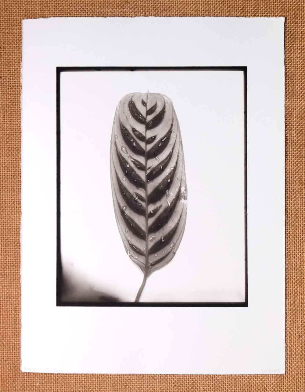 Calathea – Platinum Print
