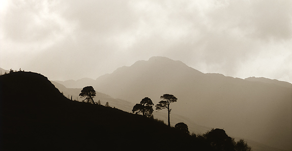 Caledonian Pines