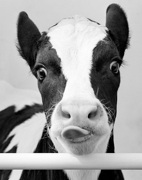 Calf
