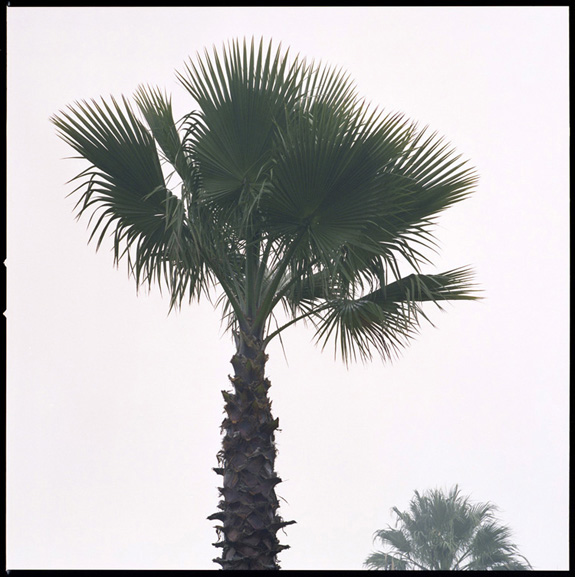 California Fog C41 #3