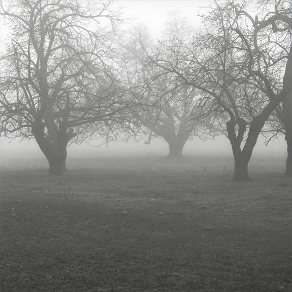 California Fog Panf #11