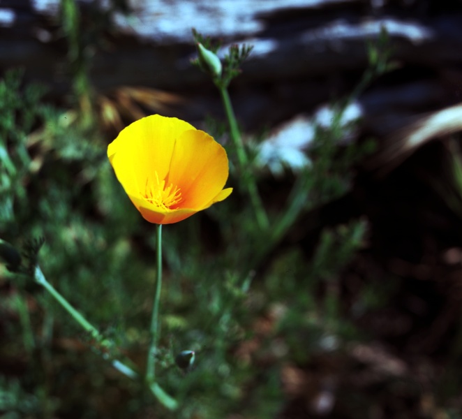California Poppies #2