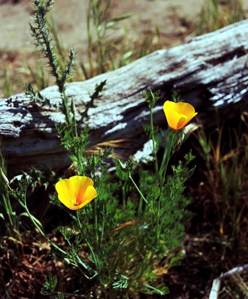 California Poppies