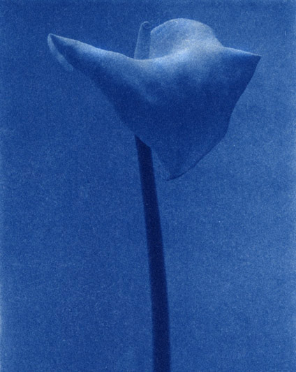 Calla #1- cyanotype