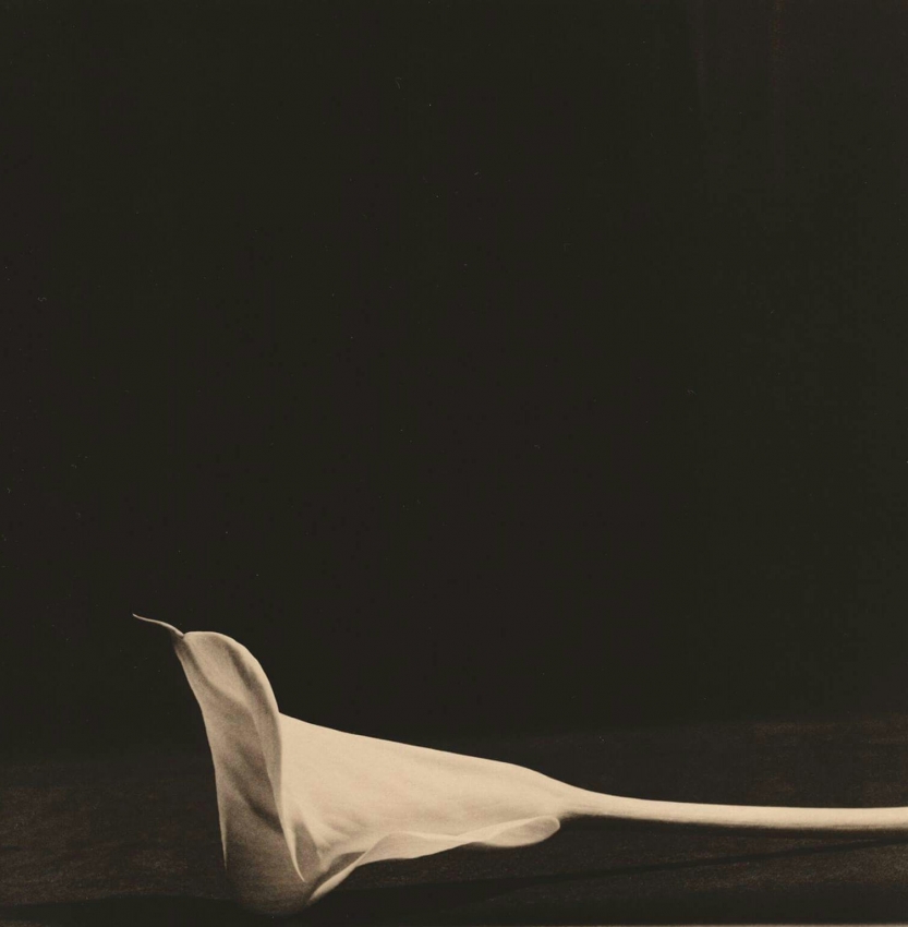 Calla #4