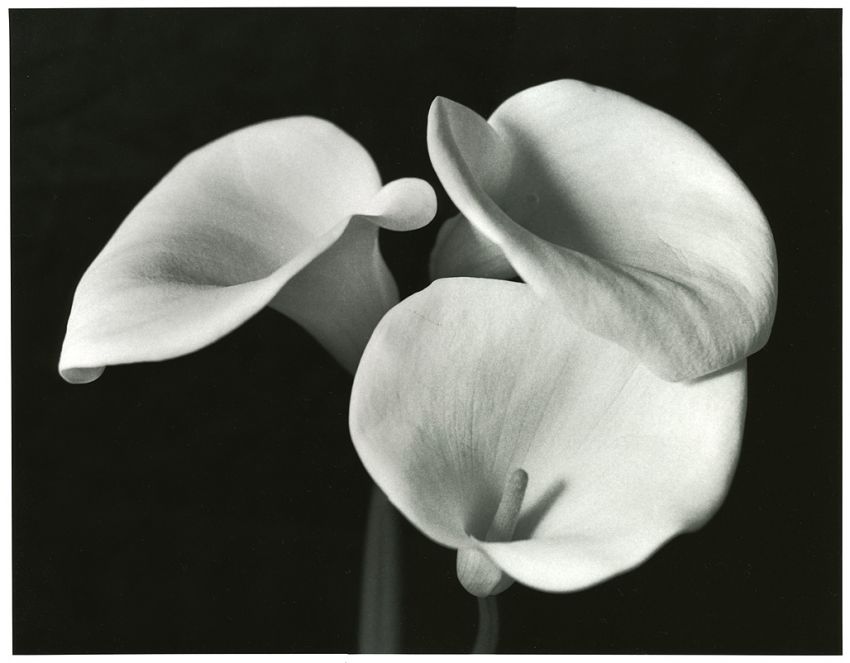 Calla Cluster #2