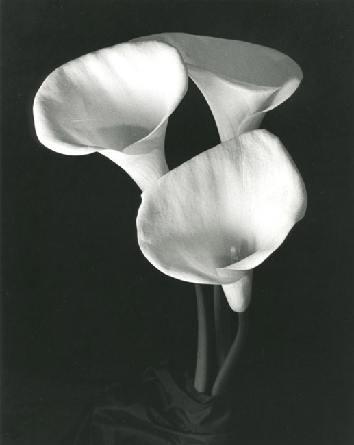 Calla Cluster
