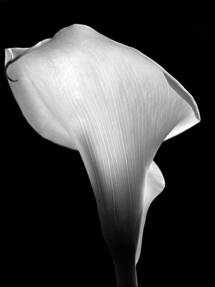 Calla Lily (detail)