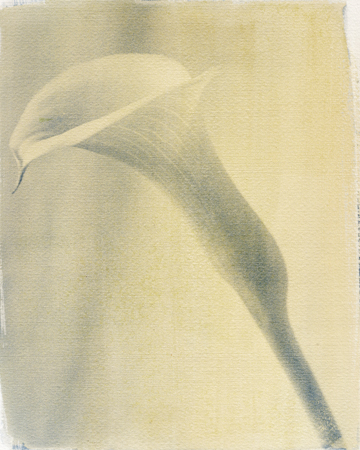 Calla Lily